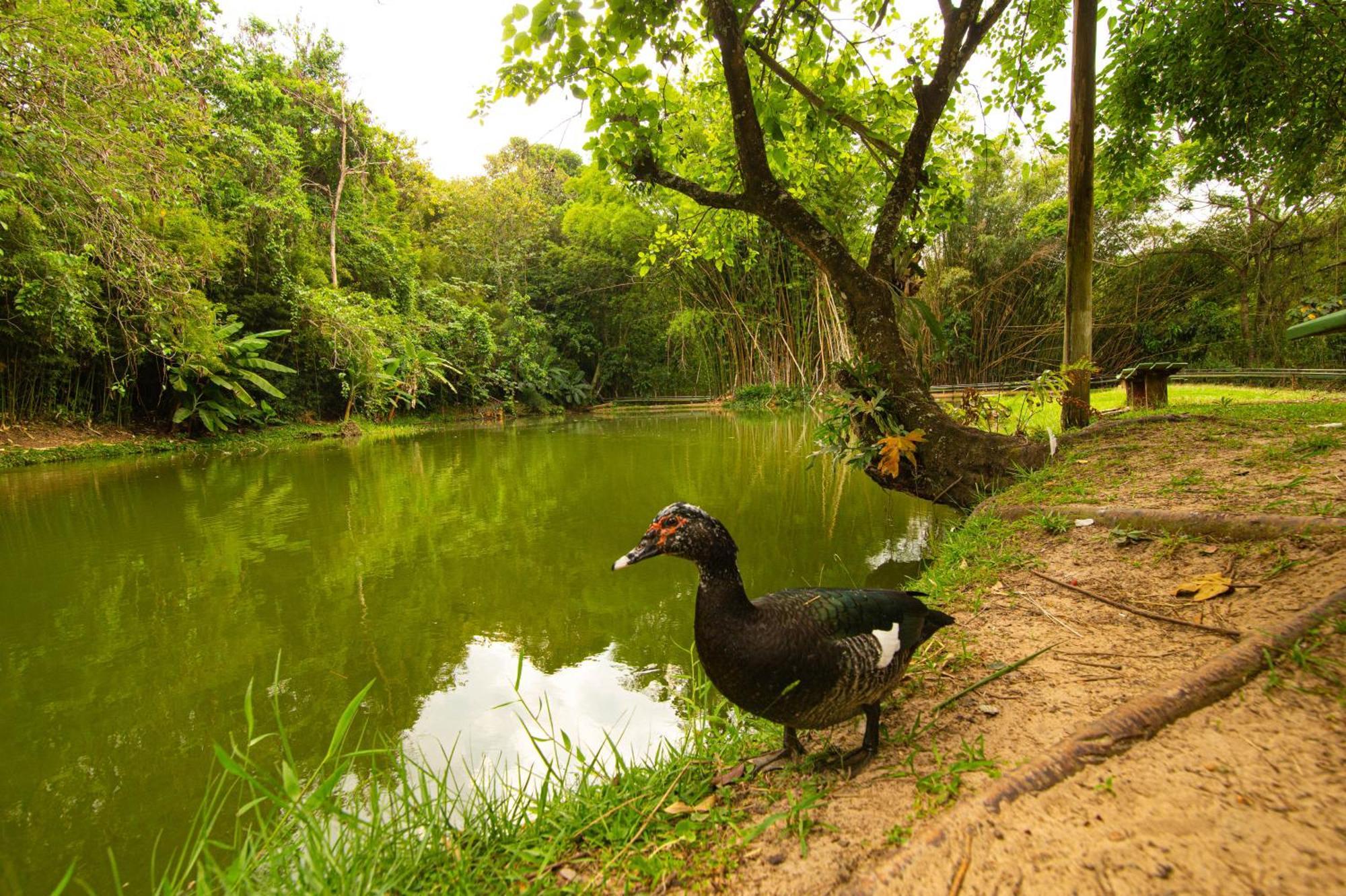 Hotel Fazenda Fonte Colina Verde Sao Pedro  Luaran gambar